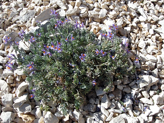 Linaria alpina